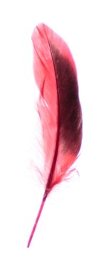 Peří 10-15 cm